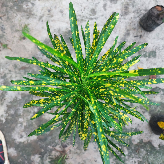 Assorted Croton Plant Starter Kit - Vibrant Indoor/Outdoor Foliage
Set of 3 Variegated Croton Plants for Colorful Home & Garden
Live Croton Plant Collection - Gold Dust, Narrow-Leaf, and Dark-Leaf Varieties