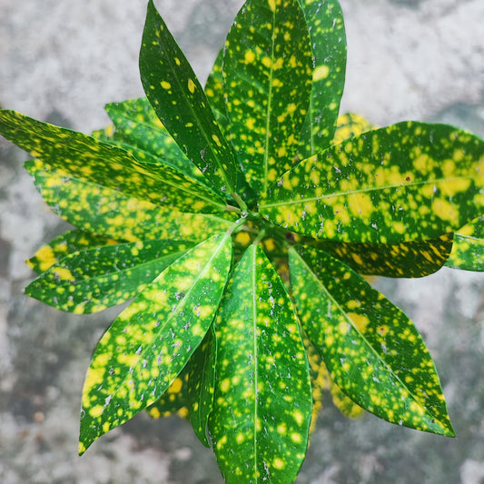 Assorted Croton Plant Starter Kit - Vibrant Indoor/Outdoor Foliage
Set of 3 Variegated Croton Plants for Colorful Home & Garden
Live Croton Plant Collection - Gold Dust, Narrow-Leaf, and Dark-Leaf Varieties